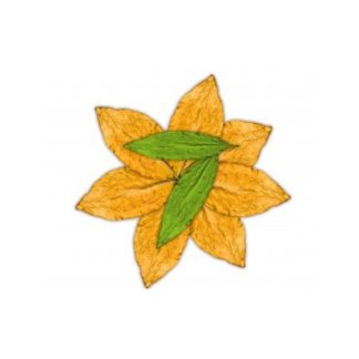 7 FOGLIE